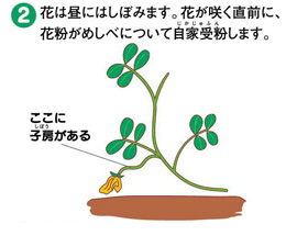 豆の育ち方2
