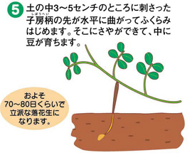 豆の育ち方5