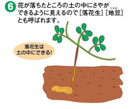 豆の育ち方6